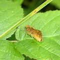 Large Skipper butterfly, Cloud Wood, Breedon, Leicestershire, 24 July 2004