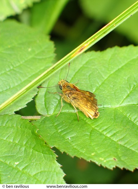 Large Skipper butterfly: Cloud Wood, Breedon, Leicestershire, 24 July 2004