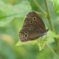 Ringlet butterfly, Cloud Wood, Breedon, Leicestershire, 24 July 2004