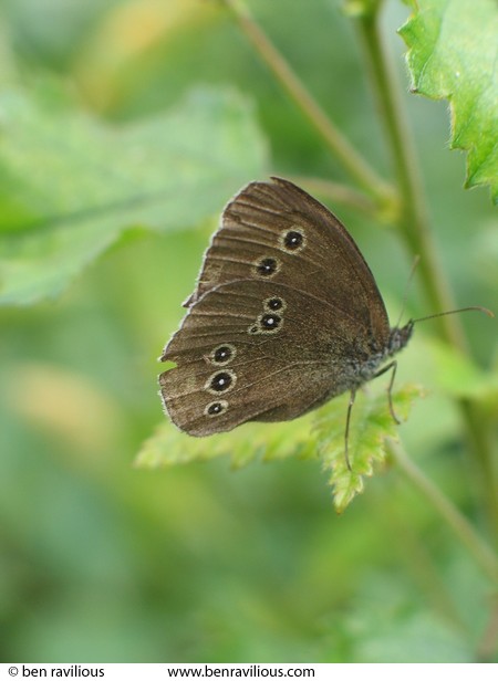 Ringlet butterfly: Cloud Wood, Breedon, Leicestershire, 24 July 2004