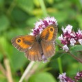 Gatekeeper butterfly, Cloud Wood, Breedon, Leicestershire, 24 July 2004