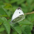Green-veined White butterfly, Cloud Wood, Breedon, Leicestershire, 24 July 2004