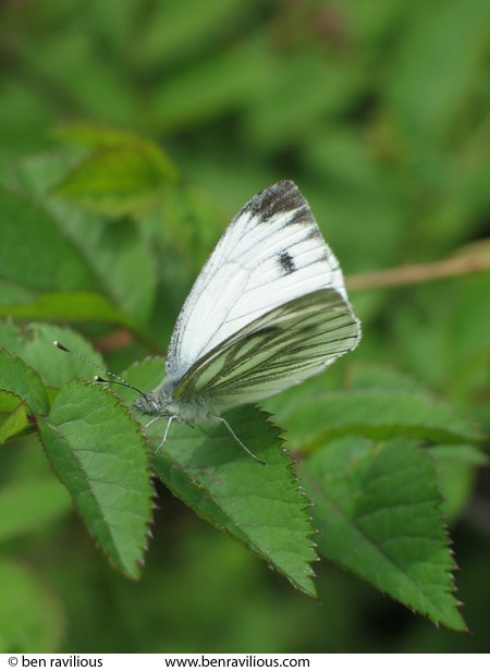 Green-veined White butterfly: Cloud Wood, Breedon, Leicestershire, 24 July 2004
