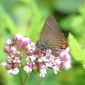 White-letter Hairstreak butterfly, Cloud Wood, Breedon, Leicestershire, 24 July 2004