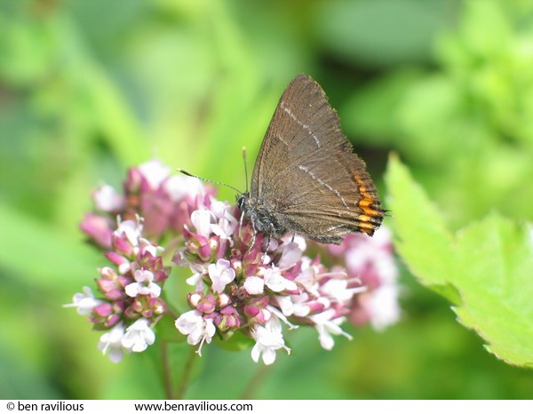 White-letter Hairstreak butterfly: Cloud Wood, Breedon, Leicestershire, 24 July 2004