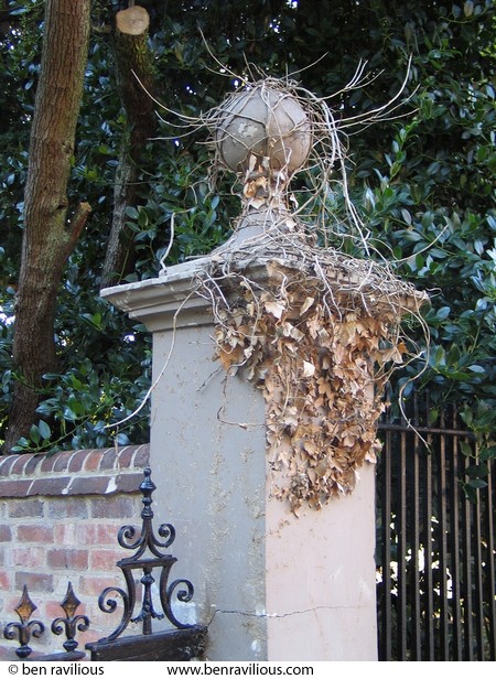 ivy-covered gatepost at Belgrave House: Church Road, Belgrave, Leicester, 07 August 2004