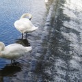 Swans on Abbey Park weir, Abbey Park, Leicester, 30 August 2004