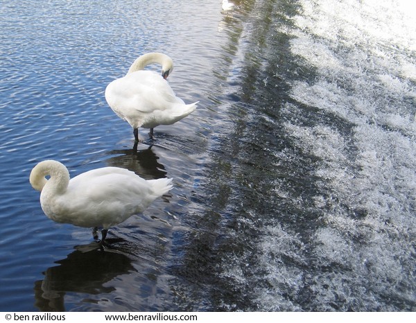 Swans on Abbey Park weir: Abbey Park, Leicester, 30 August 2004