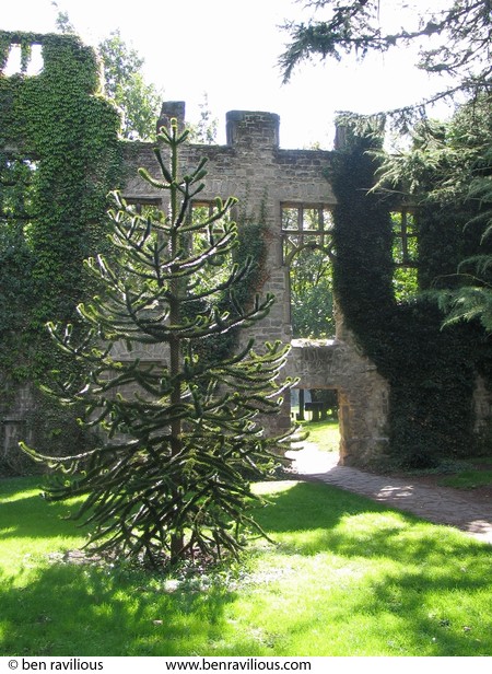 Monkey puzzle tree in grounds of Cavendish House: Abbey Park, Leicester, 30 August 2004