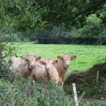 Three silly cows, Cheldon, Devon, 14 September 2004