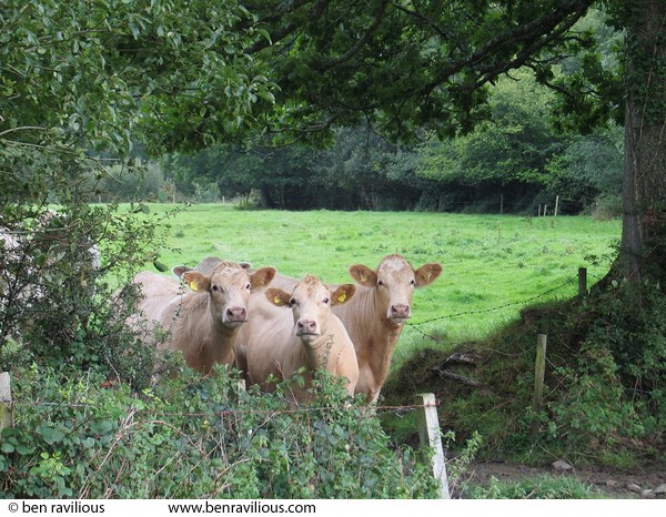 Three silly cows: Cheldon, Devon, 14 September 2004