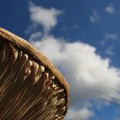 Underside of huge fungus, Chulmleigh, Devon, 15 September 2004