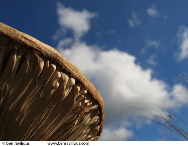 Underside of huge fungus: Chulmleigh, Devon, 15 September 2004