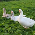 Comedy geese at Goose Island, Aylestone Road, Leicester, 04 October 2004