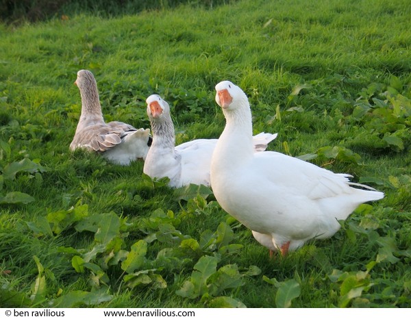 Comedy geese at Goose Island: Aylestone Road, Leicester, 04 October 2004