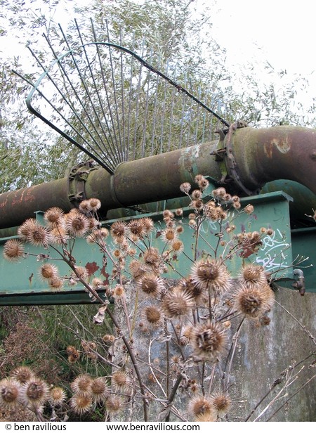 Burdock growing near a gas pipeline: Riverside Country Park, Leicester, 09 October 2004