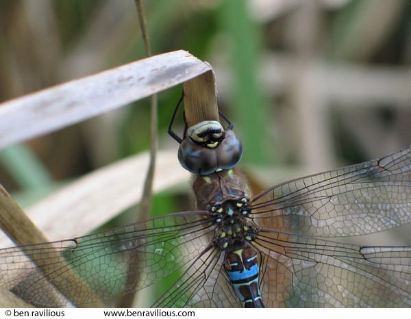 Dragonfly: Riverside Country Park, Leicester, 09 October 2004