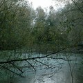 swamp, Watermead Park, Birstall, Leicester, 24 October 2004