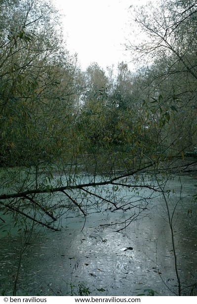 swamp: Watermead Park, Birstall, Leicester, 24 October 2004