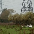 Family of swans on a windy day, Aylestone Meadows, Leicester, 27 October 2004