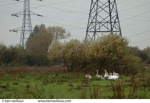 Family of swans on a windy day: Aylestone Meadows, Leicester, 27 October 2004