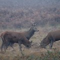 Rutting stags, Bradgate Park, Leicester, 30 October 2004