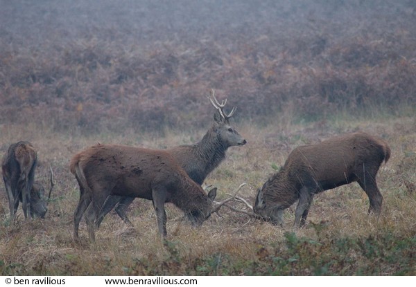 Rutting stags: Bradgate Park, Leicester, 30 October 2004