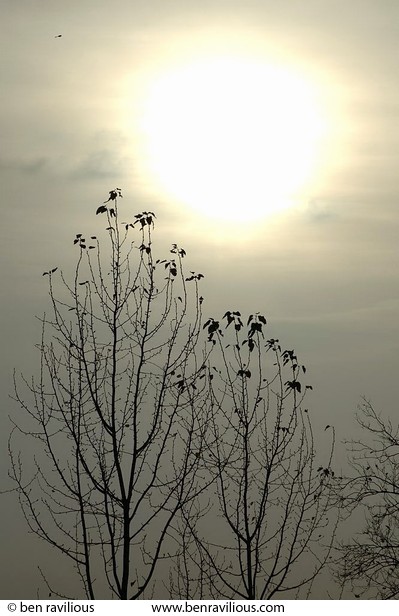 Watery sky and tree tops: Spinney Hill Park, Leicester, 05 November 2004