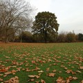 Carpet of fallen leaves, Spinney Hill Park, Leicester, 05 November 2004