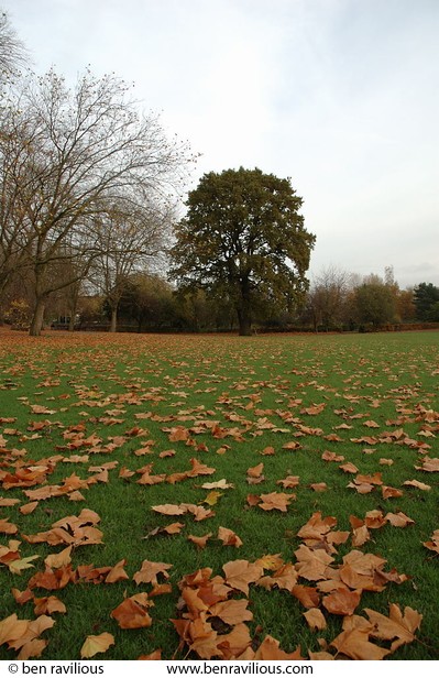 Carpet of fallen leaves: Spinney Hill Park, Leicester, 05 November 2004