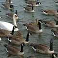 Canada geese and swan, Watermead Park, Birstall, Leicester, 14 November 2004