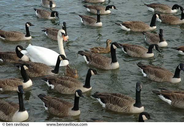 Canada geese and swan: Watermead Park, Birstall, Leicester, 14 November 2004