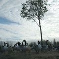 Canada geese, Watermead Park, Birstall, Leicester, 14 November 2004