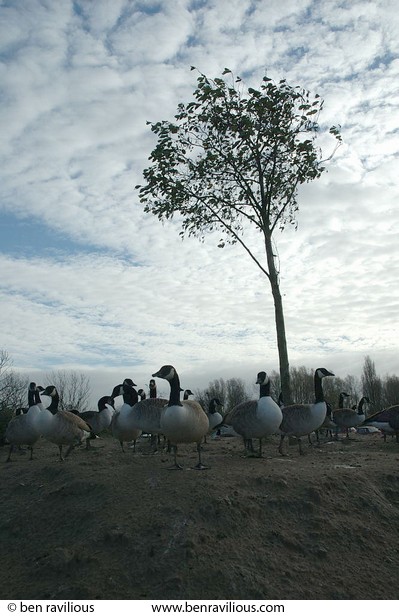Canada geese: Watermead Park, Birstall, Leicester, 14 November 2004