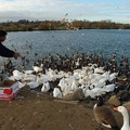 Man feeding bread to geese and swans, Watermead Park, Birstall, Leicester, 14 November 2004
