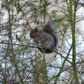 Grey Squirrel in a tree, Watermead Park, Birstall, Leicester, 14 November 2004