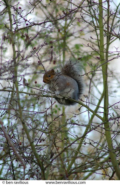 Grey Squirrel in a tree: Watermead Park, Birstall, Leicester, 14 November 2004
