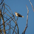 Dove perched on a dead tree, Watermead Park, Birstall, Leicester, 14 November 2004