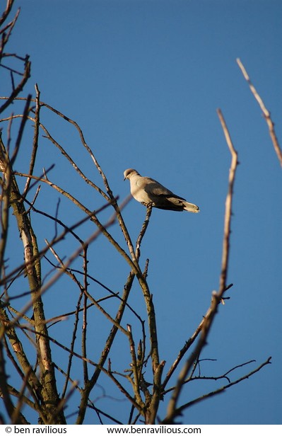 Dove perched on a dead tree: Watermead Park, Birstall, Leicester, 14 November 2004