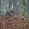 Stag sitting in bracken, Bradgate Park, Leicester, 21 November 2004