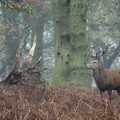 Stag in the woods, Bradgate Park, Leicester