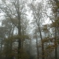 Trees in mist, Bradgate Park, Leicester, 21 November 2004