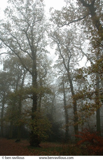 Trees in mist: Bradgate Park, Leicester, 21 November 2004