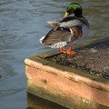Duck Preening, Abbey Park, Leicester, 05 December 2004