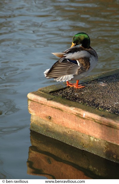 Duck Preening: Abbey Park, Leicester, 05 December 2004