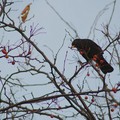 Blackbird eating berries, Abbey Park, Leicester, 05 December 2004