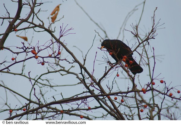 Blackbird eating berries: Abbey Park, Leicester, 05 December 2004
