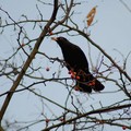 Blackbird eating berries, Abbey Park, Leicester, 05 December 2004