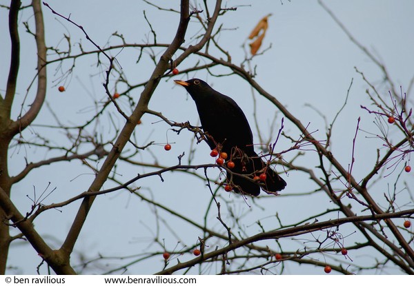 Blackbird eating berries: Abbey Park, Leicester, 05 December 2004