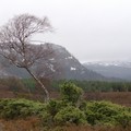 Birch tree and juniper bushes, Morrone Hill, Braemar, Scotland, 29 December 2004